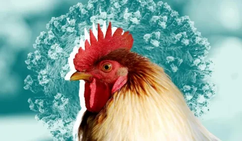 બિલાડીઓમાં એવિયન ફ્લૂ ફાટી નીકળવાની આશંકા, દક્ષિણ કોરિયા હાઈ એલર્ટ પર