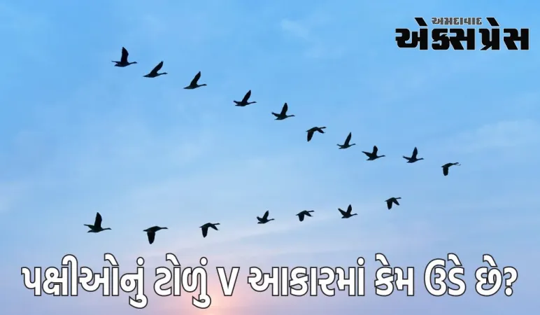 પક્ષીઓના ટોળા V આકારમાં કેમ ઉડે છે?  જાણો તેની પાછળનું વિજ્ઞાન