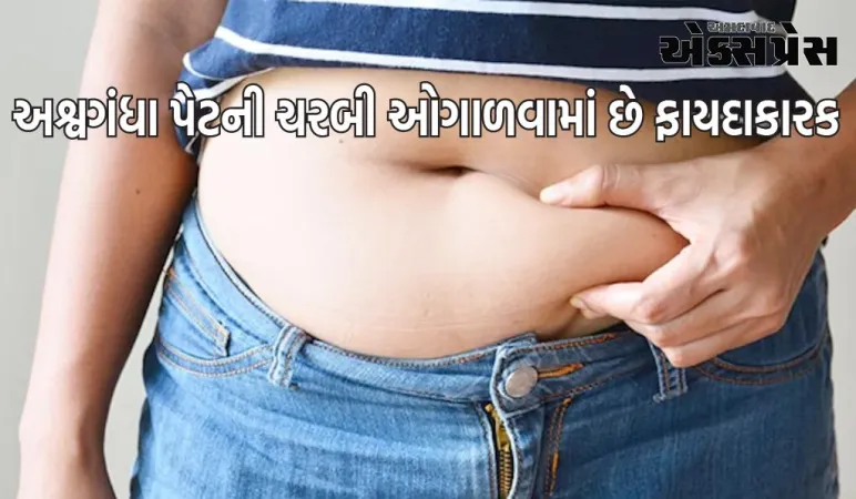 પેટની ચરબી ઓગાળવામાં અશ્વગંધા ફાયદાકારક છે, જાણો ક્યારે અને કેવી રીતે તેનું સેવન કરવું?
