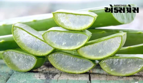 ખીલ, ફોલ્લીઓ અને કરચલીઓ દૂર કરવા માટે આ વસ્તુને એલોવેરા સાથે મિક્સ કરીને લગાવો