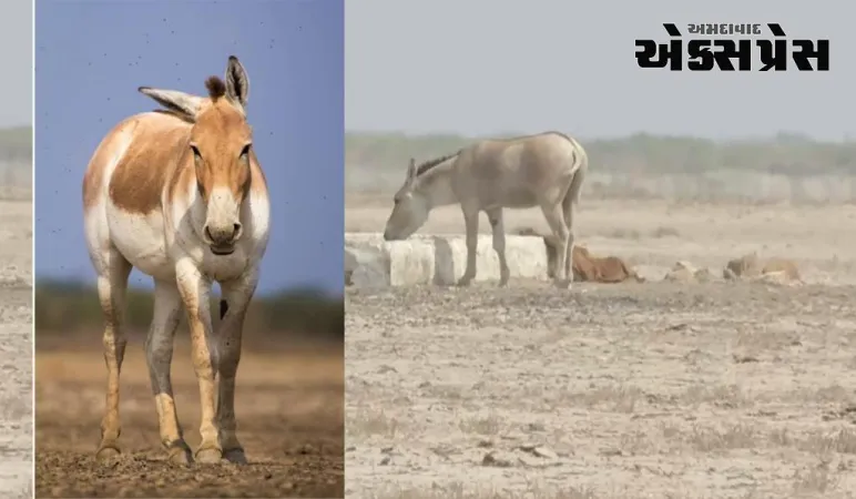 કચ્છના નાના રણમાં વસતા ઘુડખરોની વ્હારે આવ્યો ગુજરાત વન વિભાગ