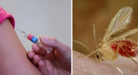 Chandipura Virus : ગુજરાતમાં ચાંદીપુરા વાયરસનો પ્રકોપ, પાંચ દિવસમાં 15 મૃત્યુ નોંધાયા 