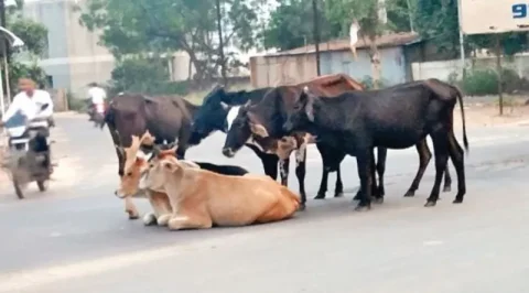 રખડતા ઢોરનો આતંક : પાટણમાં રખડતા ઢોરની સમસ્યા ગંભીર બની, જેના કારણે શહેરીજનોમાં નિરાશ