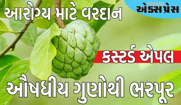આરોગ્ય માટે વરદાન, ઔષધીય ગુણોથી ભરપૂર આ ફળ, પેટની ચરબી દૂર કરી શકે છે