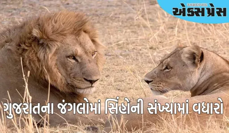 ગુજરાતમાં સિંહો વિશે સારા સમાચાર, 5 વર્ષમાં વસ્તી આટલી વધી