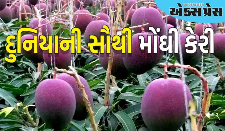 ભારતમાં ઉગાડવામાં આવતી આ કેરી માટે જાપાન પાગલ છે, તેનું નામ છે 'સૂર્યનું એગ'