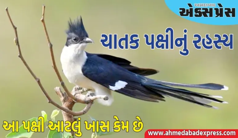 Knowledge Story: તે તરસથી પીડાતું રહે છે, પણ તળાવ કે નદીનું પાણી પીતું નથી, જાણો આ પક્ષી આટલું ખાસ કેમ છે