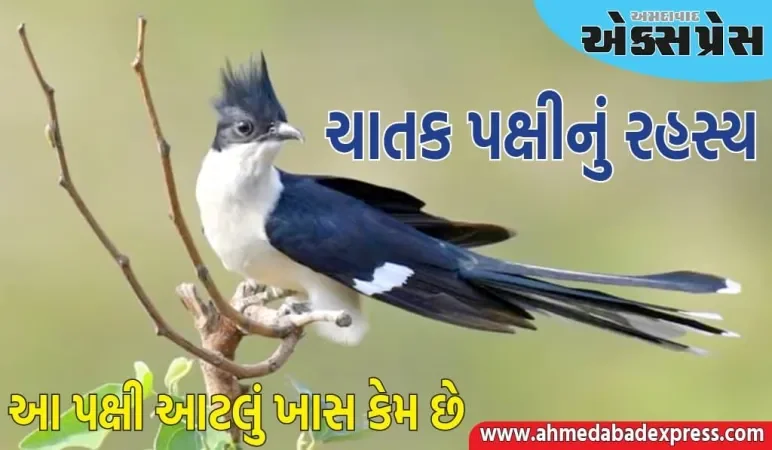Knowledge Story: તે તરસથી પીડાતું રહે છે, પણ તળાવ કે નદીનું પાણી પીતું નથી, જાણો આ પક્ષી આટલું ખાસ કેમ છે