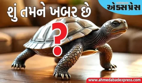 ઘરમાં કાચબો રાખવો જોઈએ કે નહીં? જાણો વાસ્તુ શાસ્ત્ર શું કહે છે