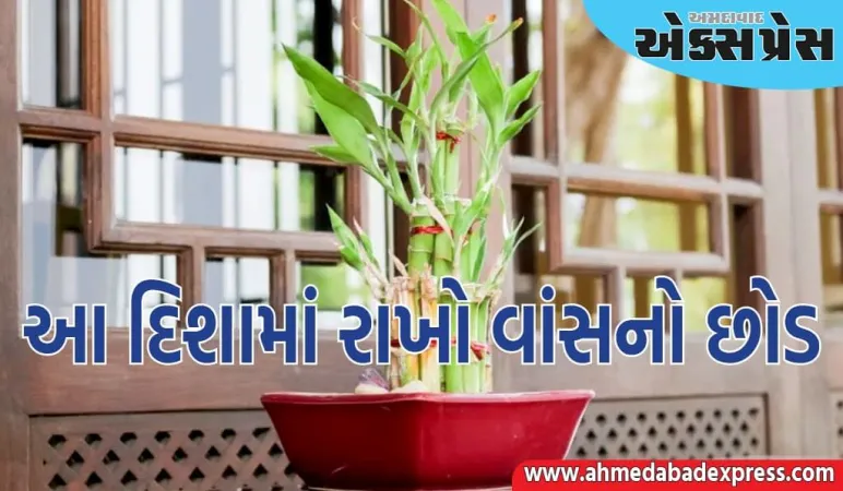 જો તમે ઘરની આ દિશામાં વાંસનો છોડ લગાવો છો, તો તમને જબરદસ્ત લાભ થશે, ખુલશે આર્થિક પ્રગતિના દરવાજા 