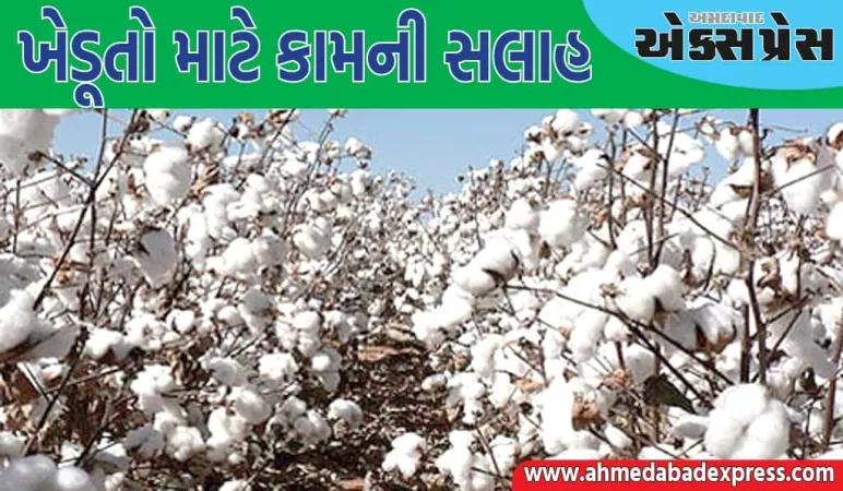 Farming Tips: કપાસની વાવણી બાદ ચૂસીયા પ્રકારની જીવાતોના સંકલિત વ્યવસ્થાપન માટેના મહત્વપૂર્ણ પગલા