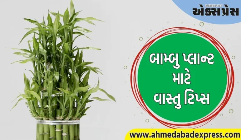 Vastu Tips: સારું ગુડલક મેળવવા માટે, ઘરની આ દિશામાં વાંસનો છોડ લગાવો... નવી તકો ખુલશે! 