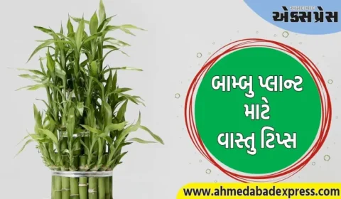 Vastu Tips: સારું ગુડલક મેળવવા માટે, ઘરની આ દિશામાં વાંસનો છોડ લગાવો... નવી તકો ખુલશે! 
