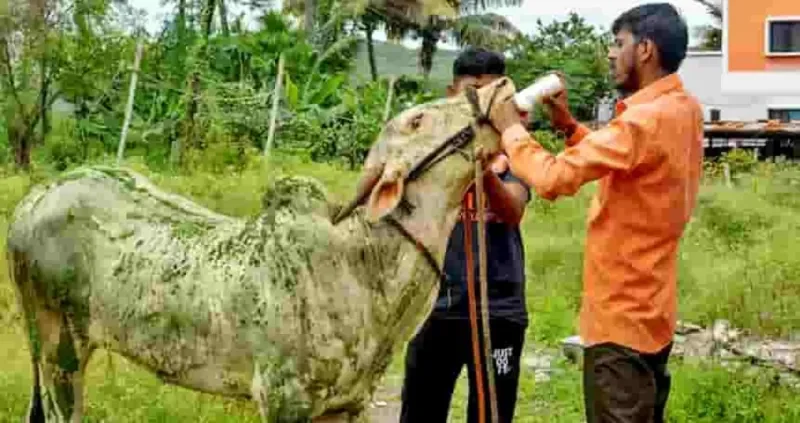 મહીસાગર જિલ્લામાં લમ્પી સ્કીન ડીસીઝ સામે વહીવટ સજ્જ: સર્વે અને રસીકરણ શરૂ