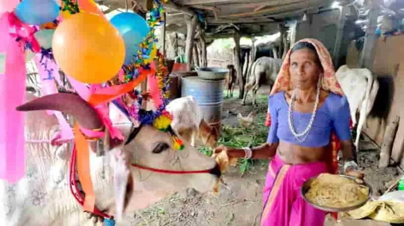 સાગબારામાં આદિવાસી સમાજની અનોખી પરંપરા: ચૌરી અમાસે બળદોનું પૂજન