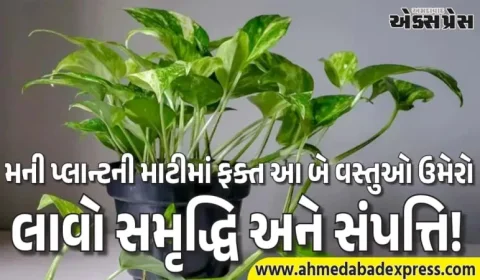 વાસ્તુ ઉપાયો: મની પ્લાન્ટની માટીમાં ફક્ત આ બે વસ્તુઓ ઉમેરો, તમારા ઘરમાં સમૃદ્ધિ અને સંપત્તિ લાવો!