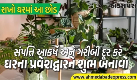 તમારા ઘરના મુખ્ય પ્રવેશદ્વાર પર મૂકવામાં આવેલા આ સુગંધિત છોડ સંપત્તિ આકર્ષે છે અને ગરીબી દૂર કરે છે