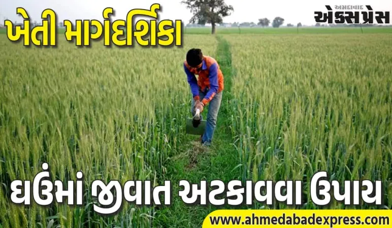 વાવણી બાદ ઘઉંમાં જીવાતનો ઉપદ્રવ? સરકારી માર્ગદર્શિકા જાહેર – સરળ ઉપાય