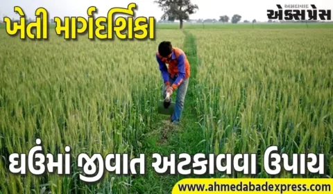 વાવણી બાદ ઘઉંમાં જીવાતનો ઉપદ્રવ? સરકારી માર્ગદર્શિકા જાહેર – સરળ ઉપાય