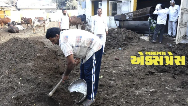 કચરામાંથી કંચન: માળીયા હાટીનાની ગૌશાળા ખેડૂતો માટે બની 'ગોલ્ડ માઈન', આવક રૂ. ૨ લાખથી વધીને ૧૦ લાખે પહોંચી!