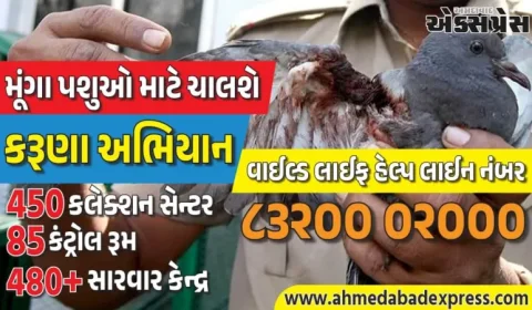 કરૂણા અભિયાન 2026: ઉત્તરાયણમાં ઘાયલ પક્ષીઓને બચાવવા મોટી પહેલ – 10થી 20 જાન્યુઆરી સુધી રાજ્યભરમાં કાર્યરત