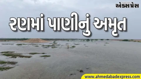 કચ્છના નાના રણમાં વન વિભાગની અદ્ભુત પહેલ, 1.35 કરોડ લિટર પાણી સંગ્રહ, વન્યજીવોનું નવું આવાસ