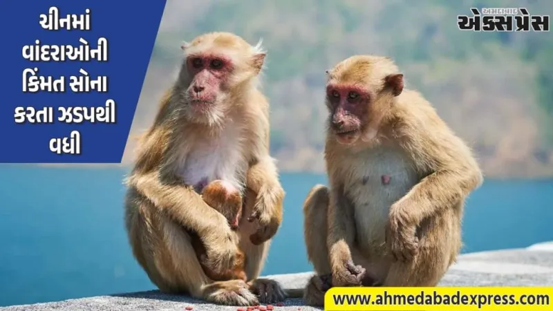 ચીનમાં વાંદરાઓની કિંમતમાં બમણો વધારો, સોના કરતા ઝડપી ભાવવધારો