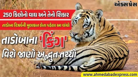 એક વાઘ અઠવાડિયામાં કેટલા કિલો માંસ ખાય છે? તાડોબાના 'કિંગ' વિશે જાણો આ અદ્ભુત તથ્યો