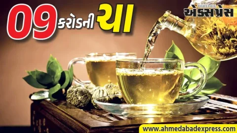 ૧ કિલોના ₹૯ કરોડ! જાણો વિશ્વની સૌથી મોંઘી 'દા હોંગ પાઓ' ચાની ખાસિયત