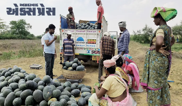 શું તમે જાણો છો કે કેમ મહારાષ્ટ્રનું સોલાપુર શહેર દેશની તરબૂચ કેપિટલ તરીકે જાણીતું છે?