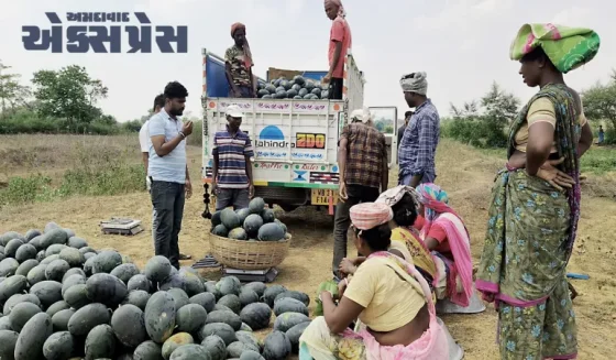શું તમે જાણો છો કે કેમ મહારાષ્ટ્રનું સોલાપુર શહેર દેશની તરબૂચ કેપિટલ તરીકે જાણીતું છે?