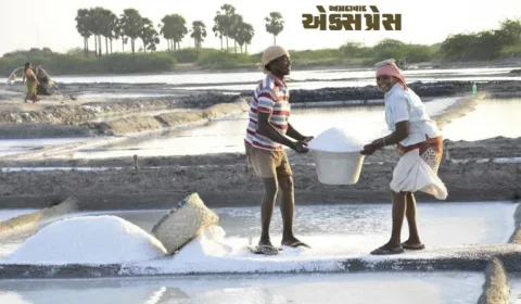 ડીઝલની અછતથી નાના રણના અગરિયા સમુદાયમાં ભય, ₹250 કરોડના નુકસાનની આશંકા
