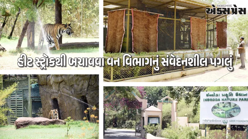 ગાંધીનગરનું ઇન્દ્રોડા પાર્ક બન્યું 'કૂલ ઝોન': પ્રાણીઓ માટે ઊભું કરાયું આધુનિક માઇક્રો ક્લાઇમેટ