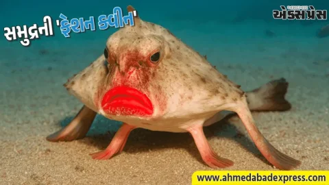 માછલી કે ફેશન મોડલ? આ માછલીના લાલ હોઠ જોઈને તમે પણ ચોંકી જશો
