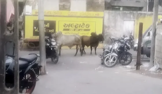 જાફરાબાદમાં આખલાઓનો ત્રાસ વધ્યો, શાકભાજી માર્કેટમાં મહિલાઓ સુરક્ષિત નથી! - Ahmedabad Express