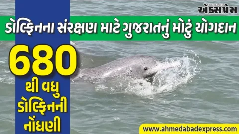ગુજરાતના દરિયાકિનારે ડોલ્ફિનની વસતીમાં વધારો: ૬૮૦થી વધુ ડોલ્ફિનની હાજરી