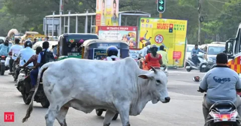 દિલ્હીમાં રખડતા ઢોરના હુમલામાં ભાજપના કોર્પોરેટર ઘાયલ: શહેરી સુરક્ષા પર સવાલ
