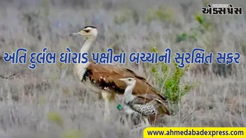 કચ્છના નલિયામાં ગૌરવવંતી સિદ્ધિ: ઘોરાડ પક્ષીના બચ્ચાએ ૪૦ દિવસનો મહત્વપૂર્ણ તબક્કો પાર કર્યો