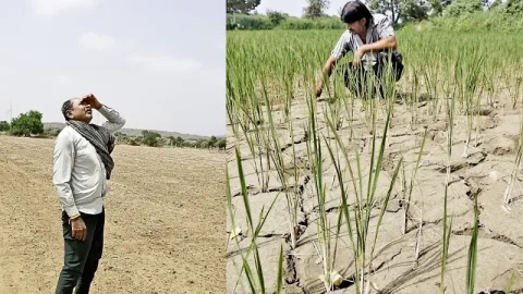 કચ્છમાં ચોમાસું લંબાયું: વીજ વિક્ષેપ અને ઘાસચારાની અછતથી ખેડૂતો ચિંતિત