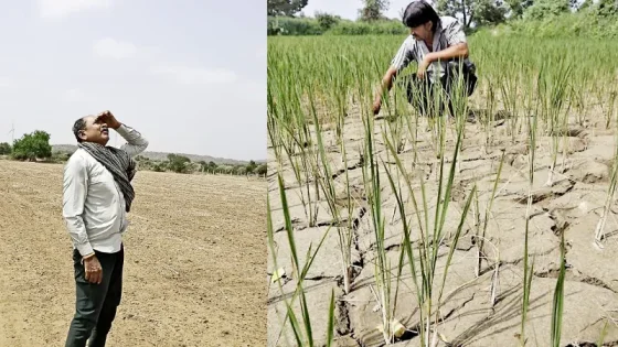 કચ્છમાં ચોમાસું લંબાયું: વીજ વિક્ષેપ અને ઘાસચારાની અછતથી ખેડૂતો ચિંતિત