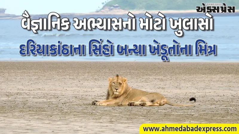 વૈજ્ઞાનિક અભ્યાસનો મોટો ખુલાસો: ગીરની બહાર વસતા સિંહો કુદરતી શિકાર પર નિર્ભર, માનવ-સિંહ સંઘર્ષમાં ઘટાડો