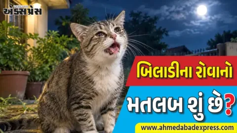 બિલાડીઓ મધ્યરાત્રિમાં બાળકોની જેમ કેમ રડે છે? જાણો શું છે હકીકત....