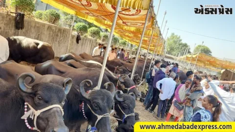 રાજ્યની આદિજાતિ મહિલાઓ માટે 'સંકલિત ડેરી વિકાસ યોજના' બની આત્મનિર્ભરતાનો આધાર