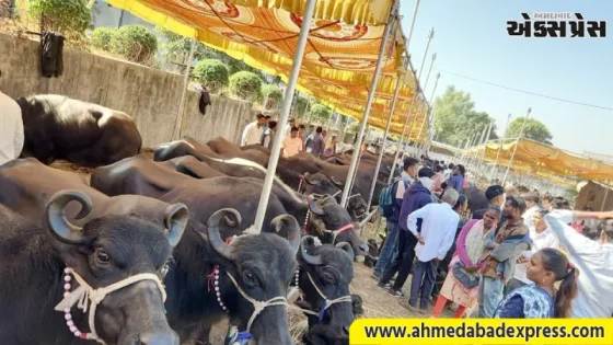 રાજ્યની આદિજાતિ મહિલાઓ માટે 'સંકલિત ડેરી વિકાસ યોજના' બની આત્મનિર્ભરતાનો આધાર