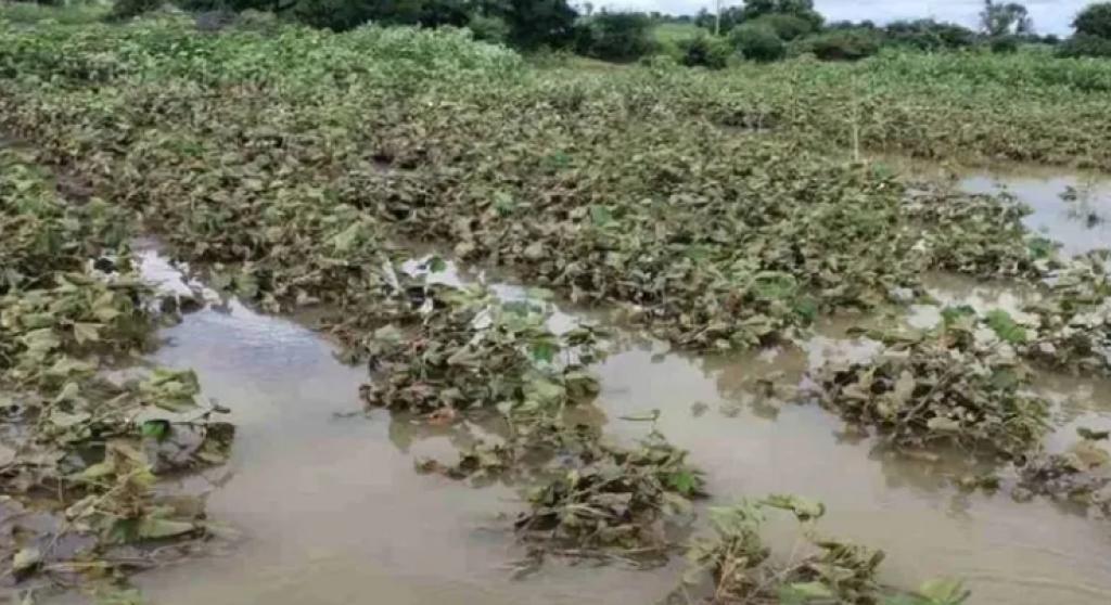 કમોસમી વરસાદ : દક્ષિણ ગુજરાતના ભાગોમાં ભારે વરસાદને કારણે  નુકસાન પામેલા પાક માટે વળતરની માંગ  