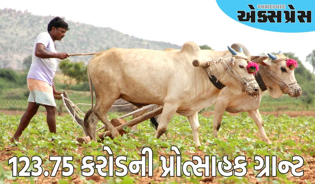 ફાર્મર રજીસ્ટ્રી પોર્ટલ પર ખેડૂતોની નોંધણીમાં ગુજરાત દેશમાં પ્રથમ