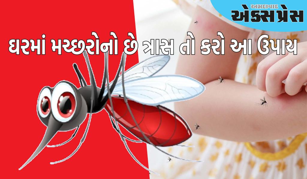 ઘરમાં ઘૂસી ગયેલા મચ્છરોની સેના જીવનને મુશ્કેલ બનાવે છે, તો અપનાવો આ અસરકારક ઘરગથ્થુ ઉપચાર