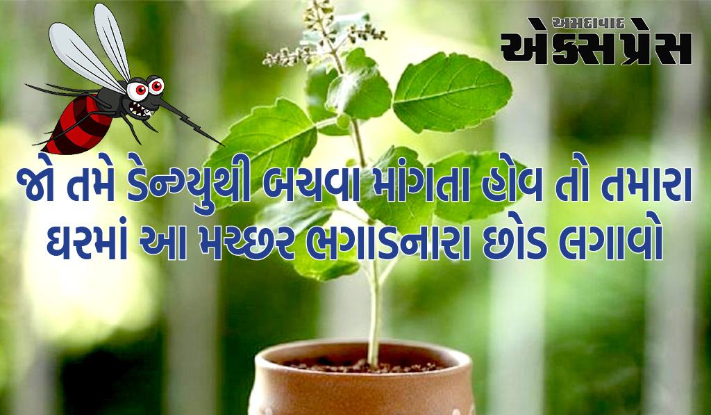 જો તમે ડેન્ગ્યુથી બચવા માંગતા હોવ તો તમારા ઘરમાં આ મચ્છર ભગાડનારા છોડ લગાવો