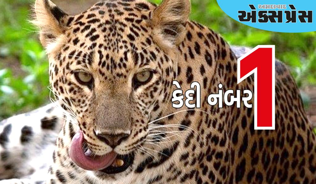 ગુજરાતના સુરતમાં માનવભક્ષી દીપડાને આજીવન કેદ! કેદી નંબર-1 બન્યો