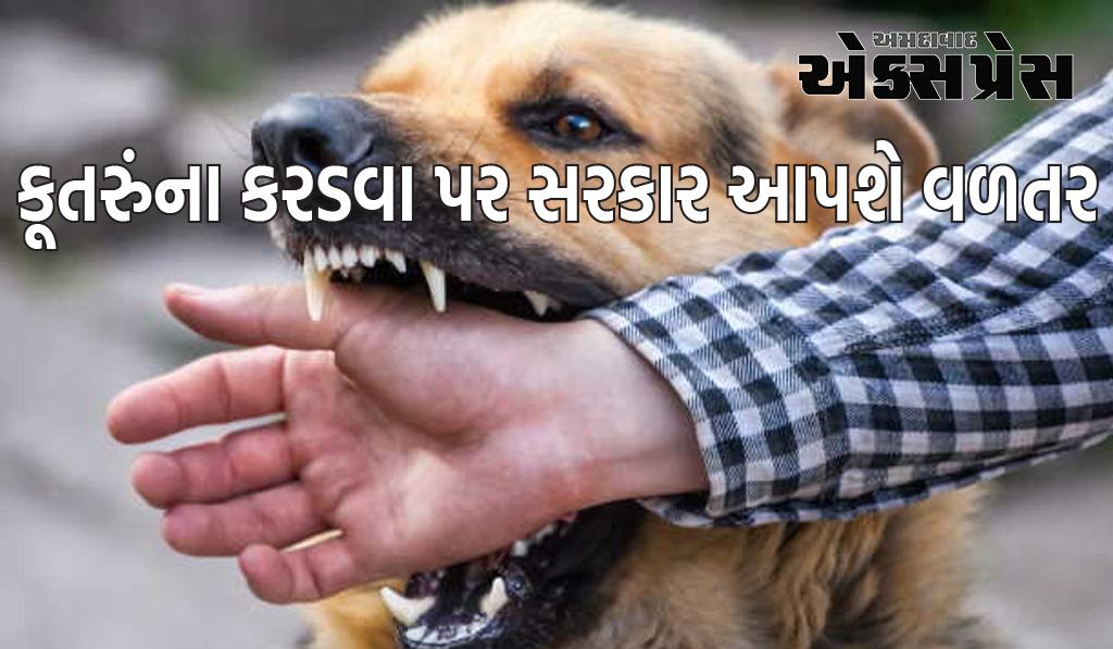 હવે કૂતરા કરડવા પર આપવામાં આવશે વળતર, દરેક દાંતના નિશાન માટે 10 હજાર રૂપિયા, હાઈકોર્ટે આપ્યા નિર્દેશ